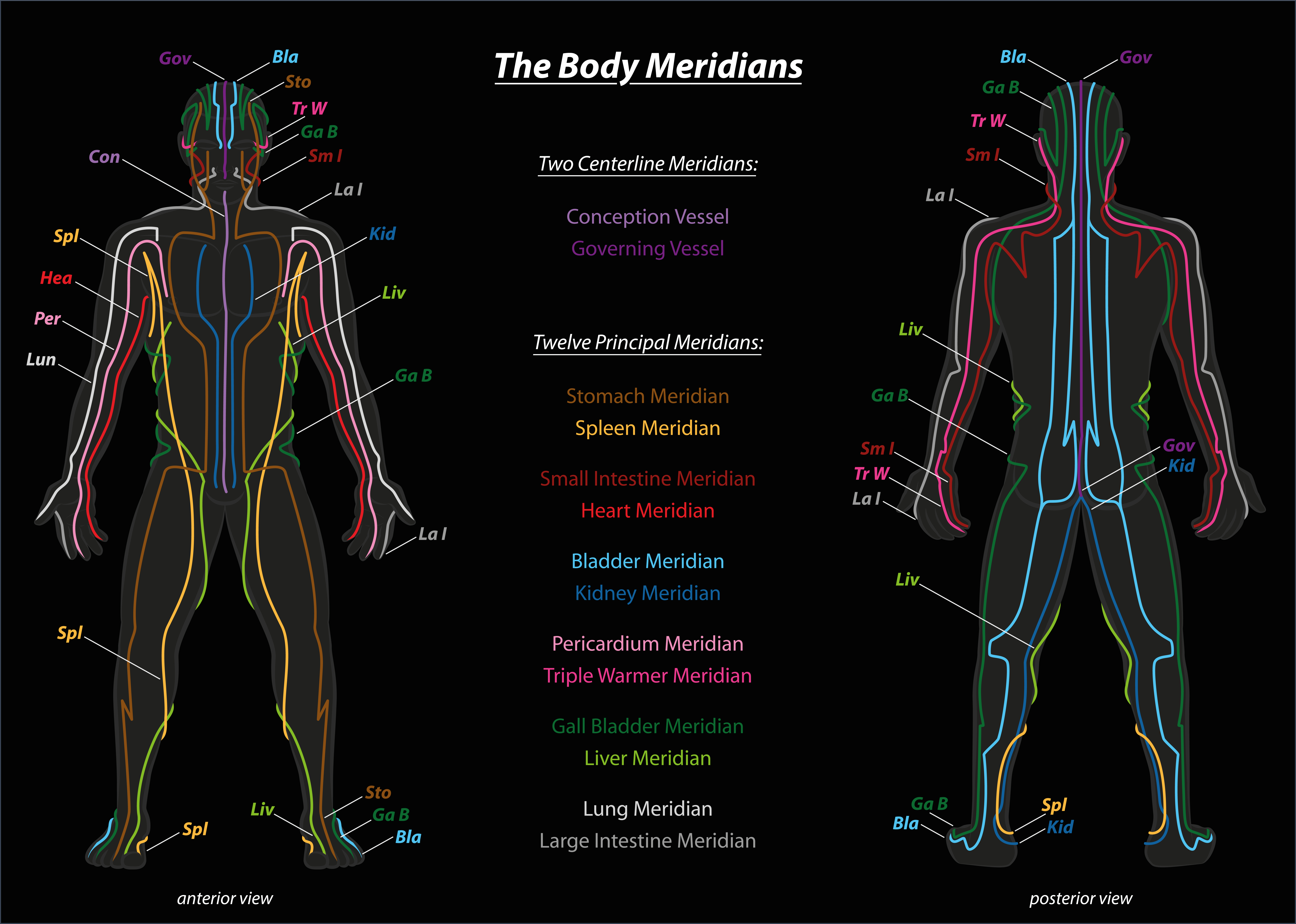 Detailed illustration of the 12 acupuncture meridians on a human body