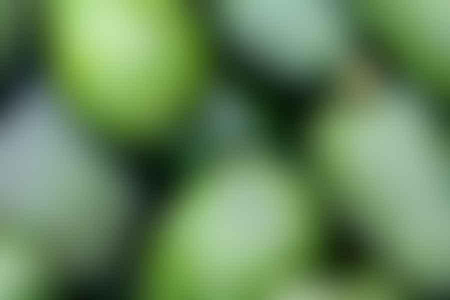avocado skin benefits
